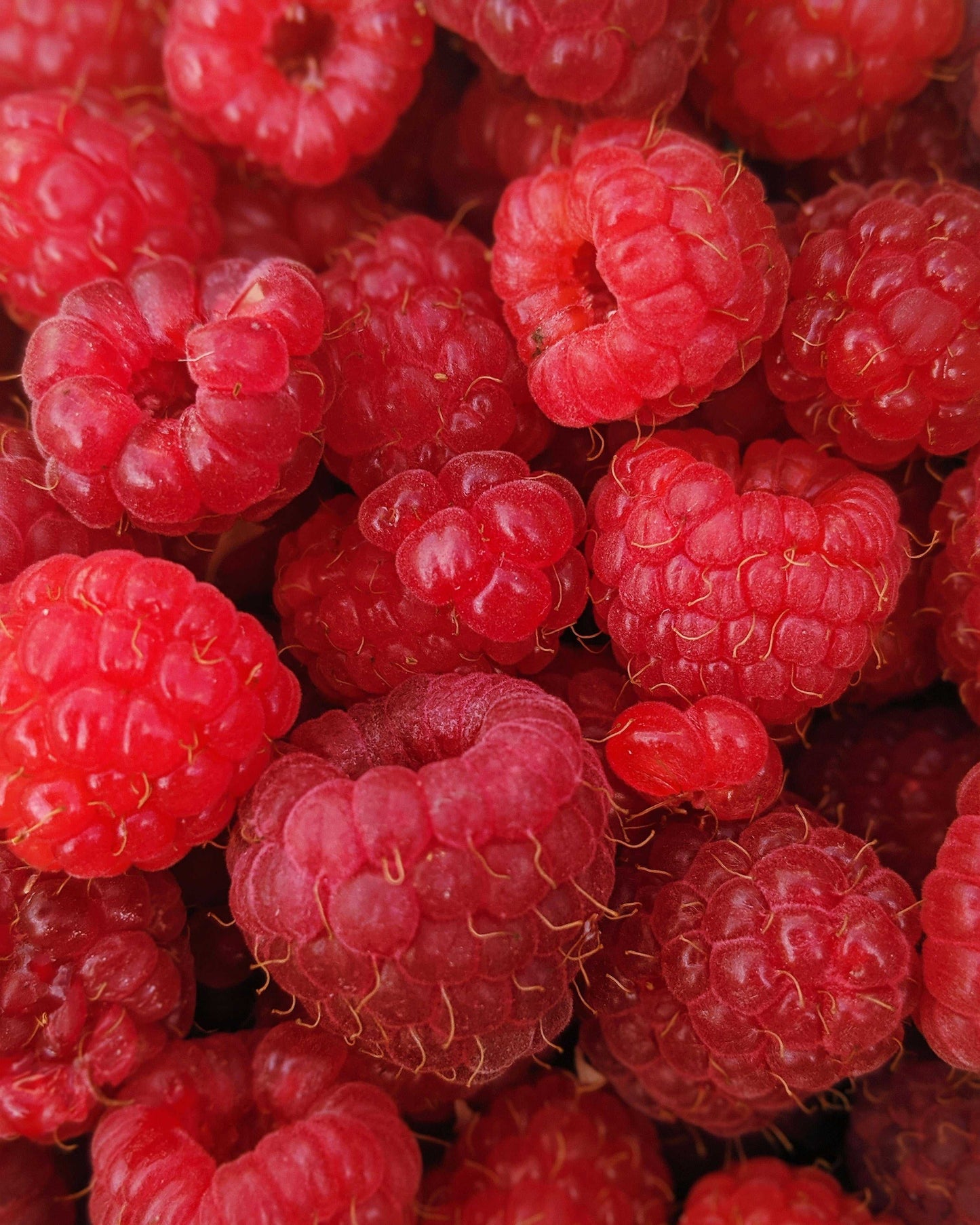 Raspberry Powder